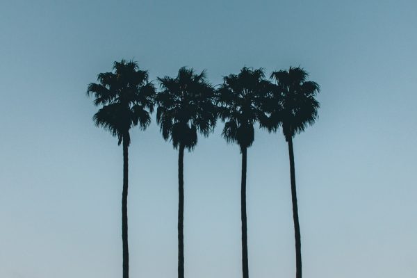 Image of four palm trees