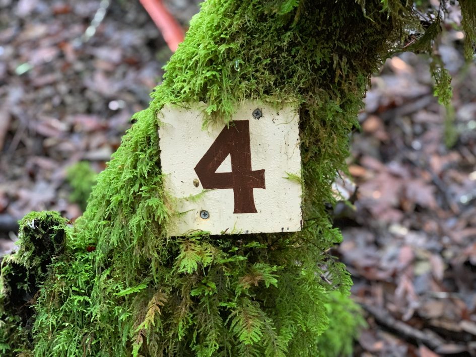 A tree with a #4 sign nailed to it.