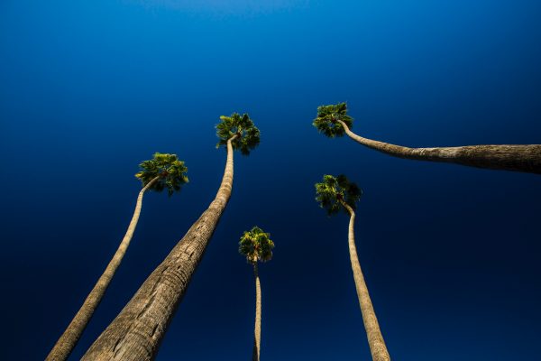 Five palm trees reaching up to a blue sky