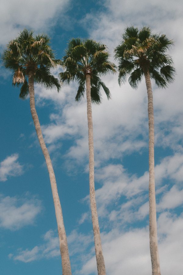 Three palms trees against a blue sky
