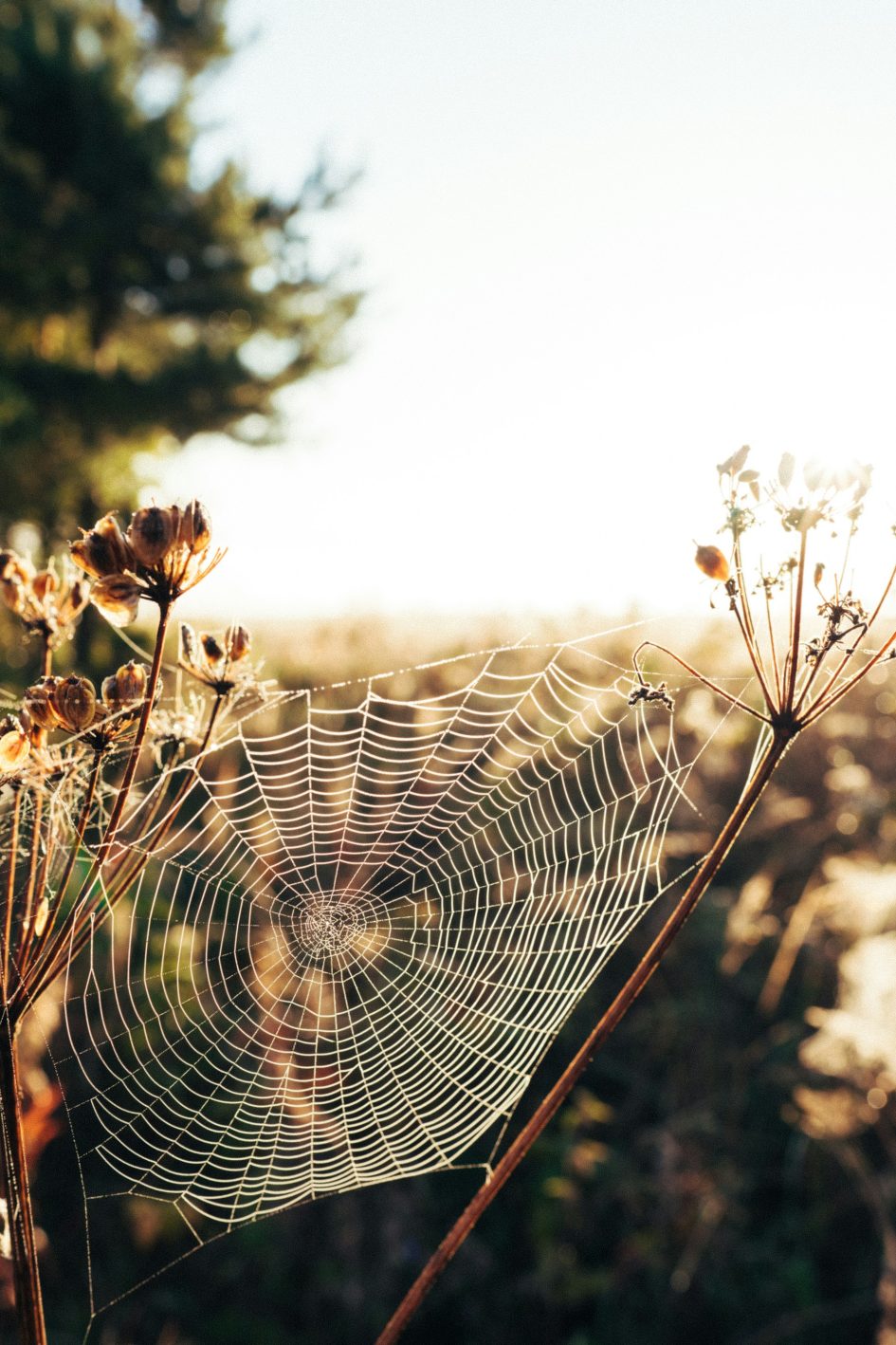 A spider web with a backdrop of nature.