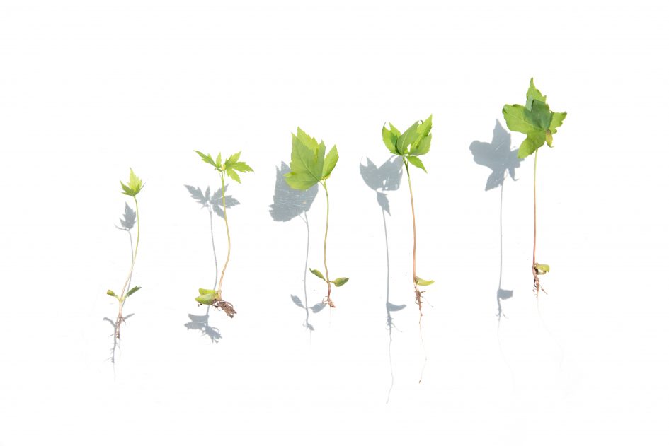 plants at various stages of growth